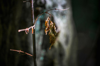 Melancholie im Herbst