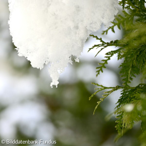 Schnee Zweig
