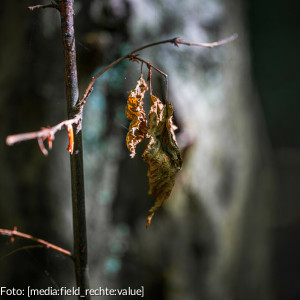 Melancholie im Herbst